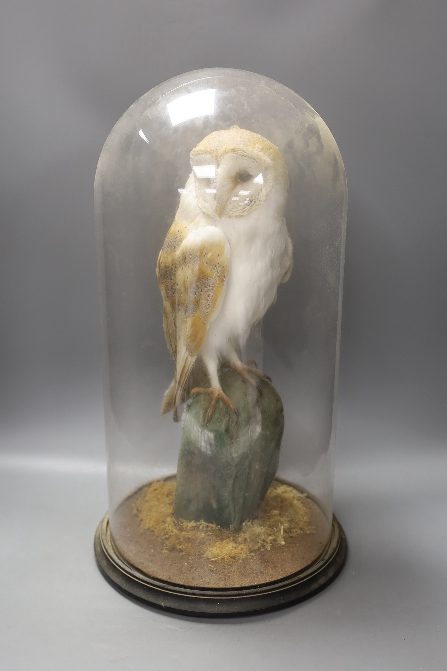 A taxidermy barn owl under a glass dome, 52cm tall